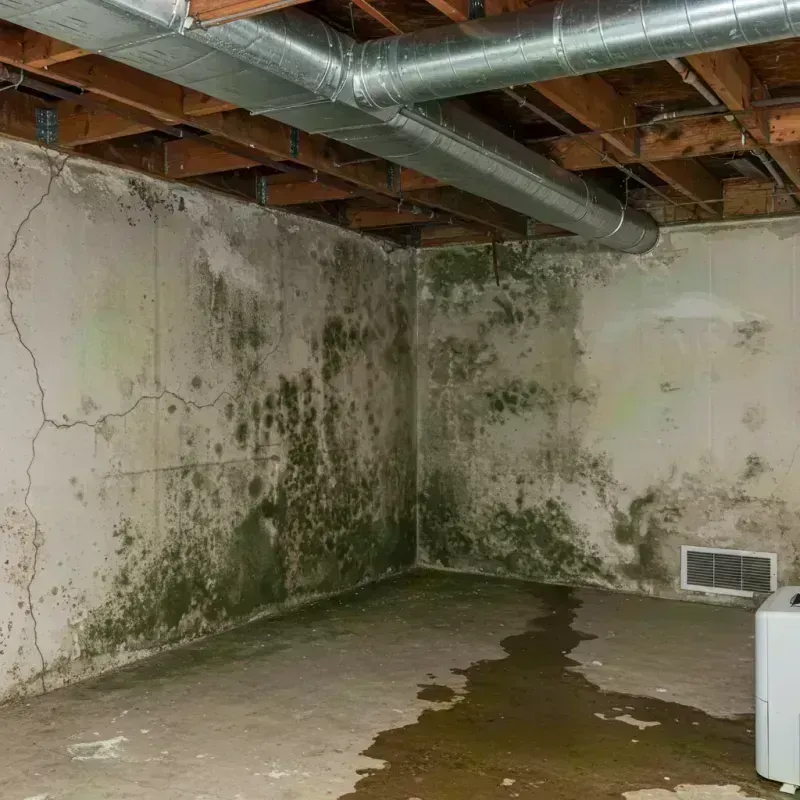 Professional Mold Removal in Fruitland, ID